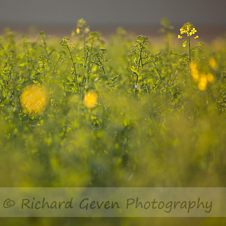 rgeven2017-7141