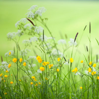 Bloemen