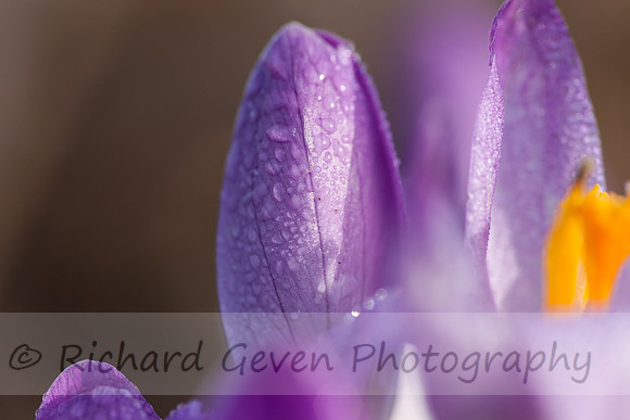 rgeven2017-6566