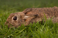 Rabbit / Konijn