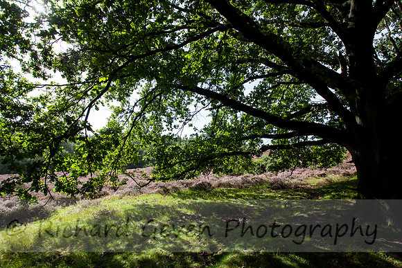 rgeven20151003-4416