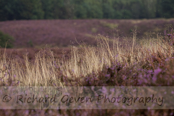 rgeven20151003-4398