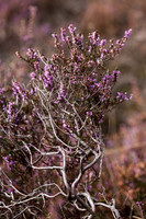 rgeven20151003-4311