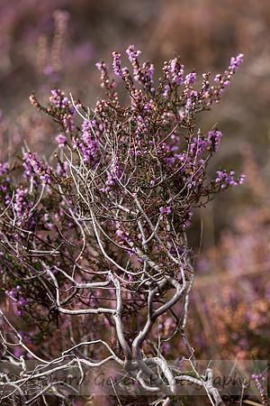 rgeven20151003-4311