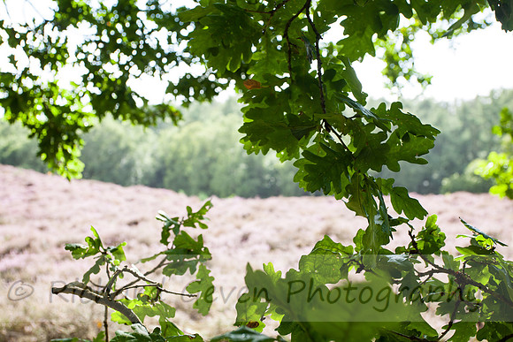 rgeven20151003-4420