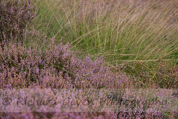 rgeven20151003-4388