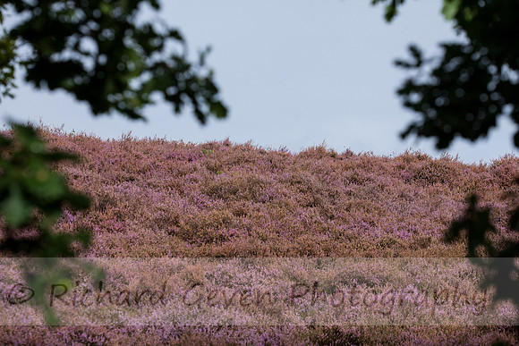 rgeven20151003-4410