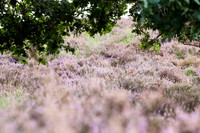 rgeven20151003-4358