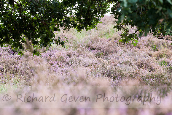 rgeven20151003-4358