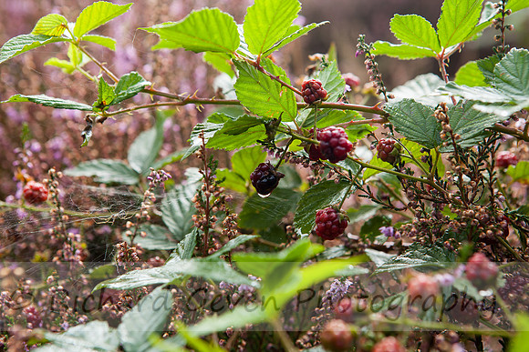 rgeven20151003-4302