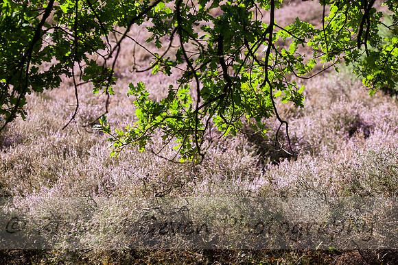 rgeven20151003-4425