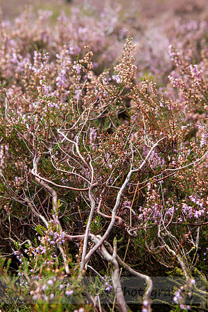 rgeven20151003-4303