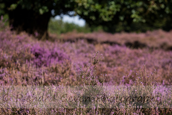 rgeven20151003-4433