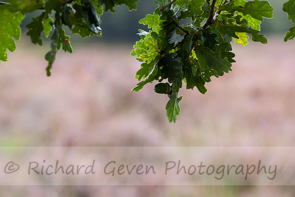 rgeven20151003-4374