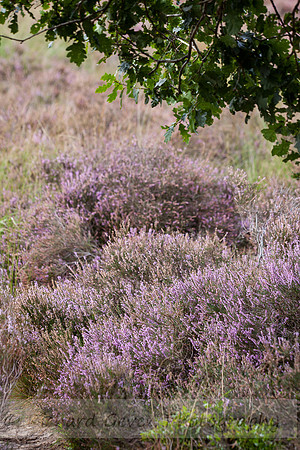 rgeven20151003-4366