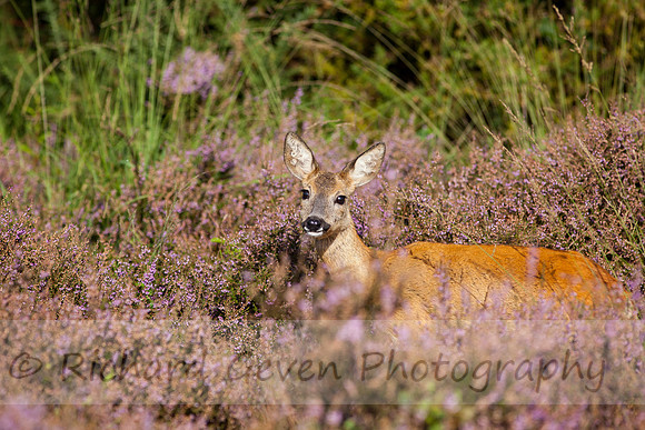 rgeven20151003-4447