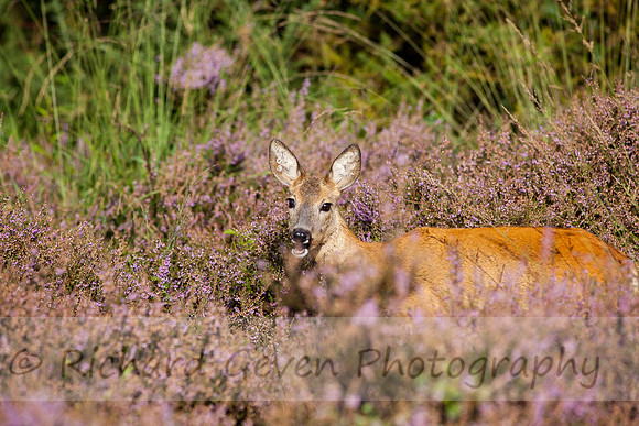 rgeven20151003-4451