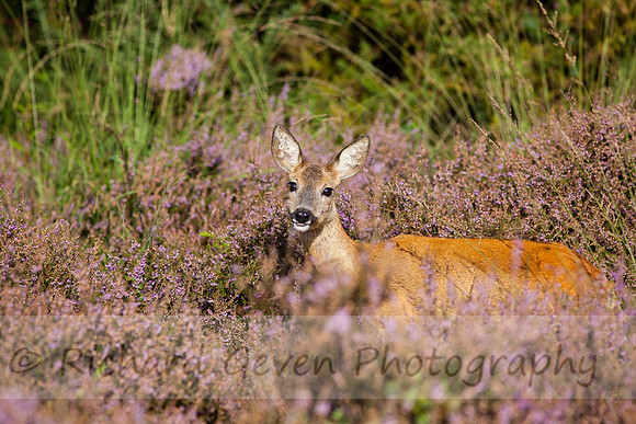 rgeven20151003-4448