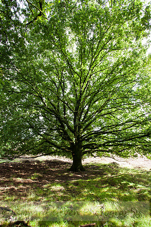 rgeven20151003-4413