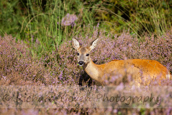 rgeven20151003-4454