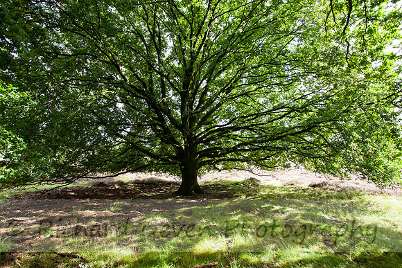 rgeven20151003-4414