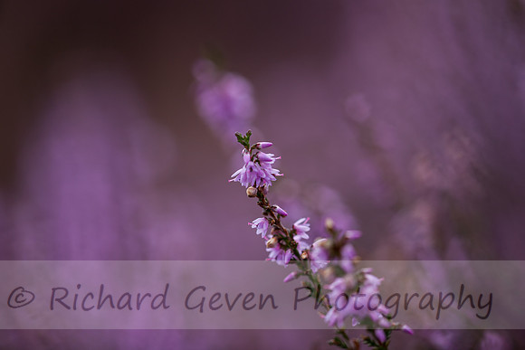 rgeven20151003-4342