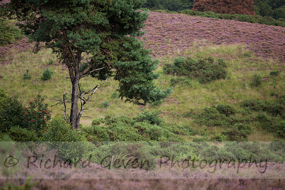 rgeven20151003-4339