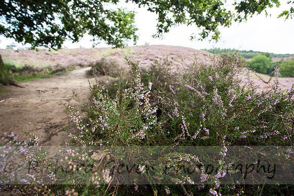 rgeven20151003-4370