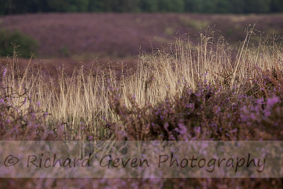rgeven20151003-4397