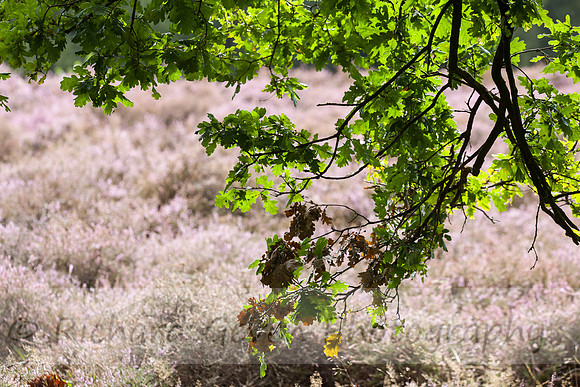 rgeven20151003-4412