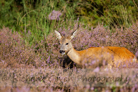 rgeven20151003-4455