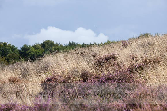 rgeven20151003-4426