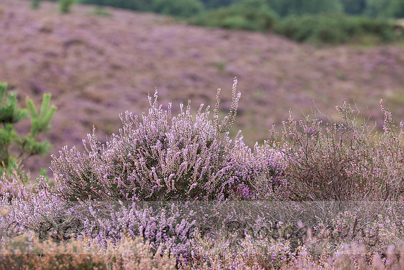 rgeven20151003-4381