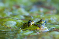 Edible frog / Groene kikker