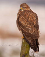 Buzzerd / Buizerd