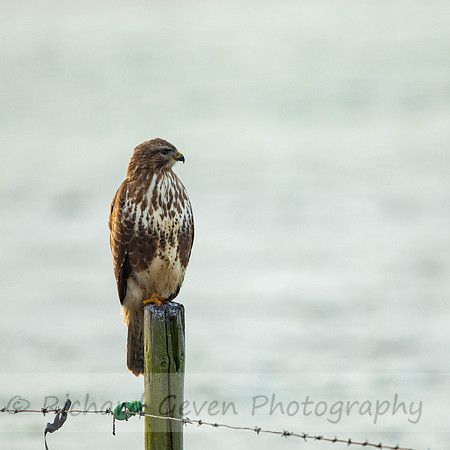 19RG2954