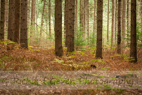 rgeven2016-0545