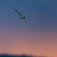 Common tern / Visdief