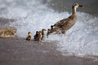 Mallard / Wilde eend