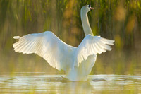 Mute swan / Knobbelzwaan