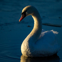 CR0H5095