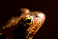 Common frog / Bruine kikker