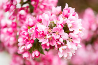 Blossoms