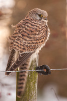Common Kestrel / Torenvalk