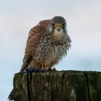 rgeven2017-7683