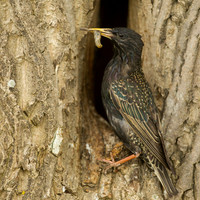 Common starling / Spreeuw