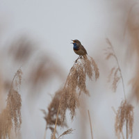 Bluethroat / Blauwborst