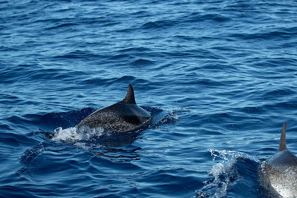 20261010-_PZ29180