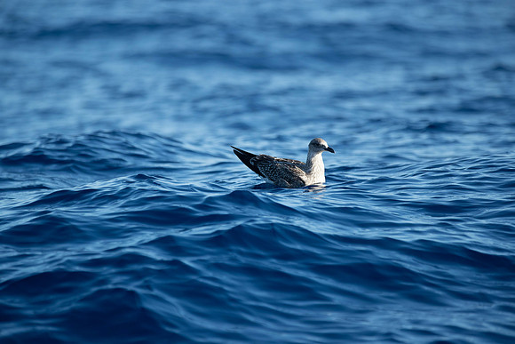 20261010-_PZ29343