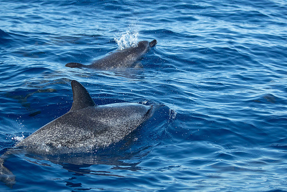 20261010-_PZ29549